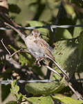 Field Sparrow